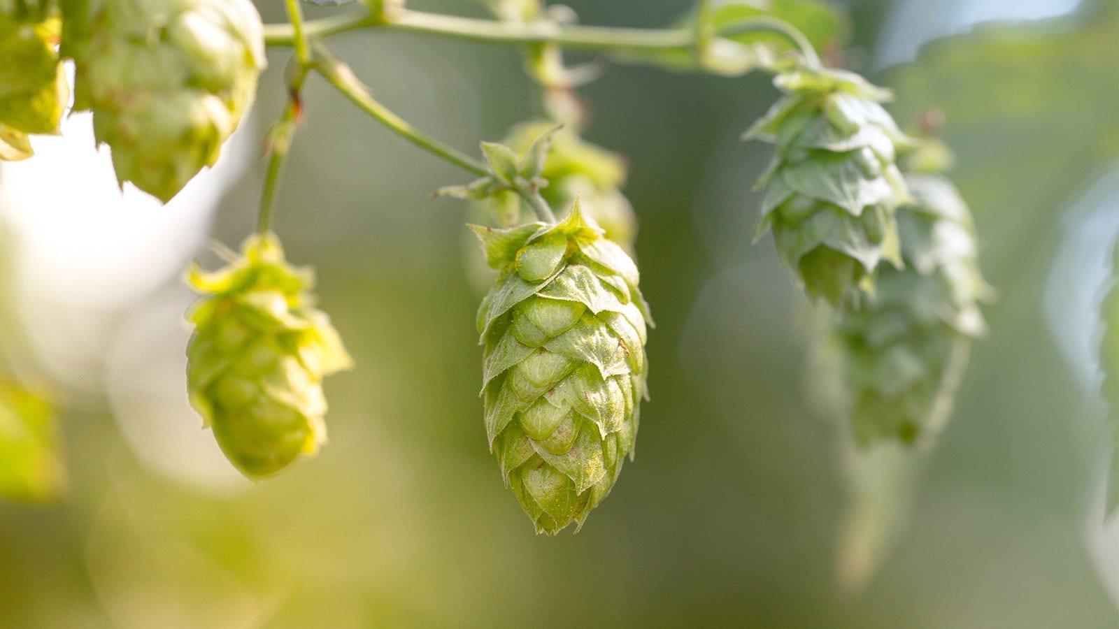 For the Love of Hops!!